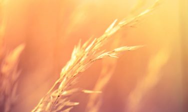 Environmental Audit @LSG Sky Chefs